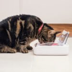 SureFeed Sealed Bowl for Cats & Dogs - Image 2